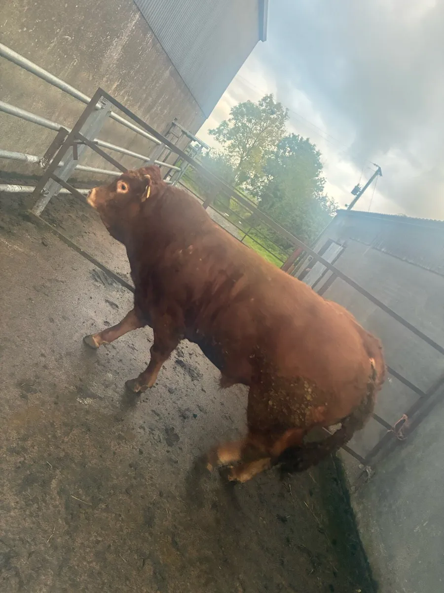 18 mth limousin bull - Image 3