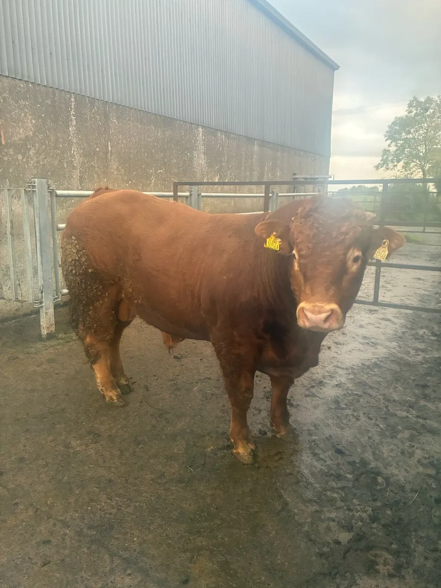 18 mth limousin bull - Image 4