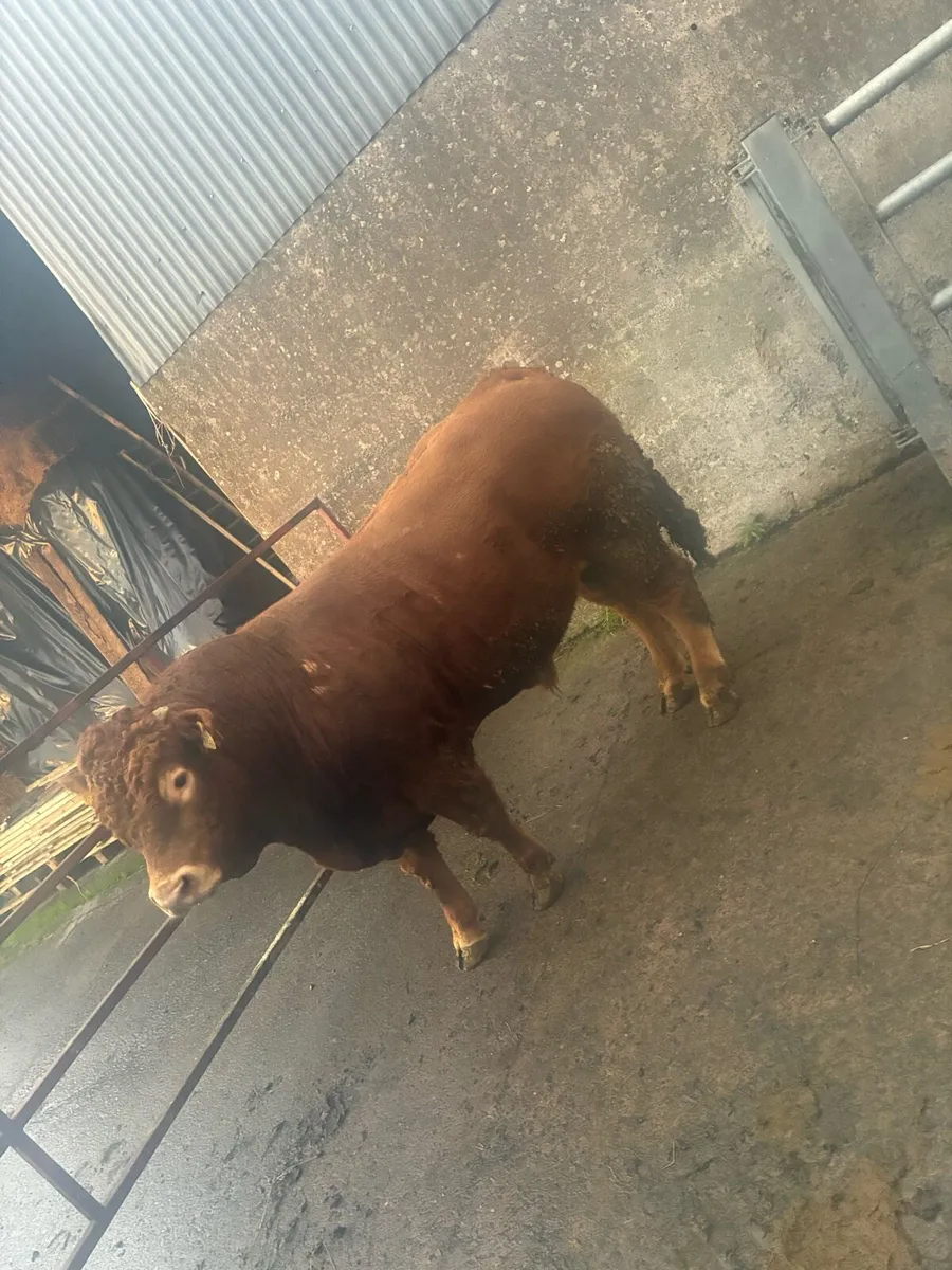 18 mth limousin bull - Image 1