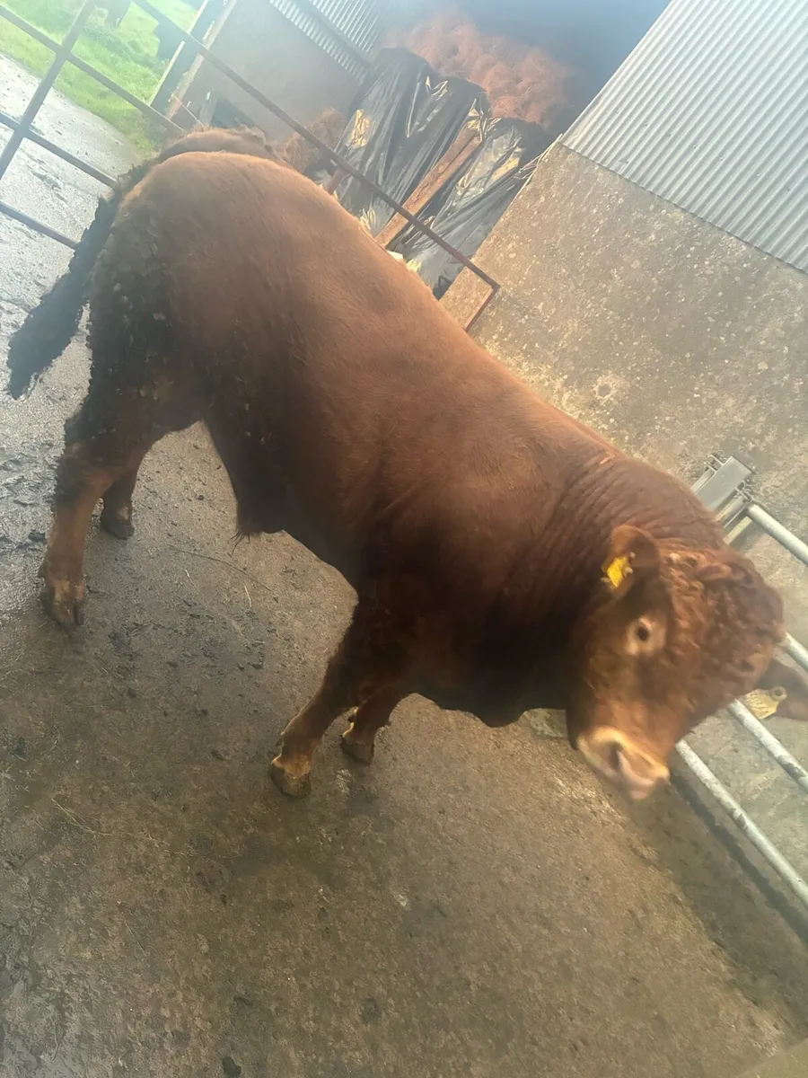 18 mth limousin bull - Image 2