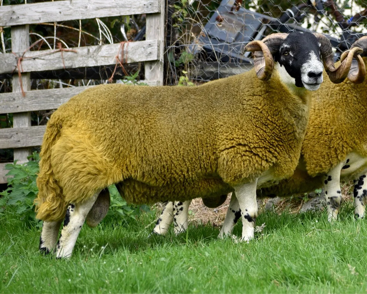 Perth shearling and ram lamb - Image 1