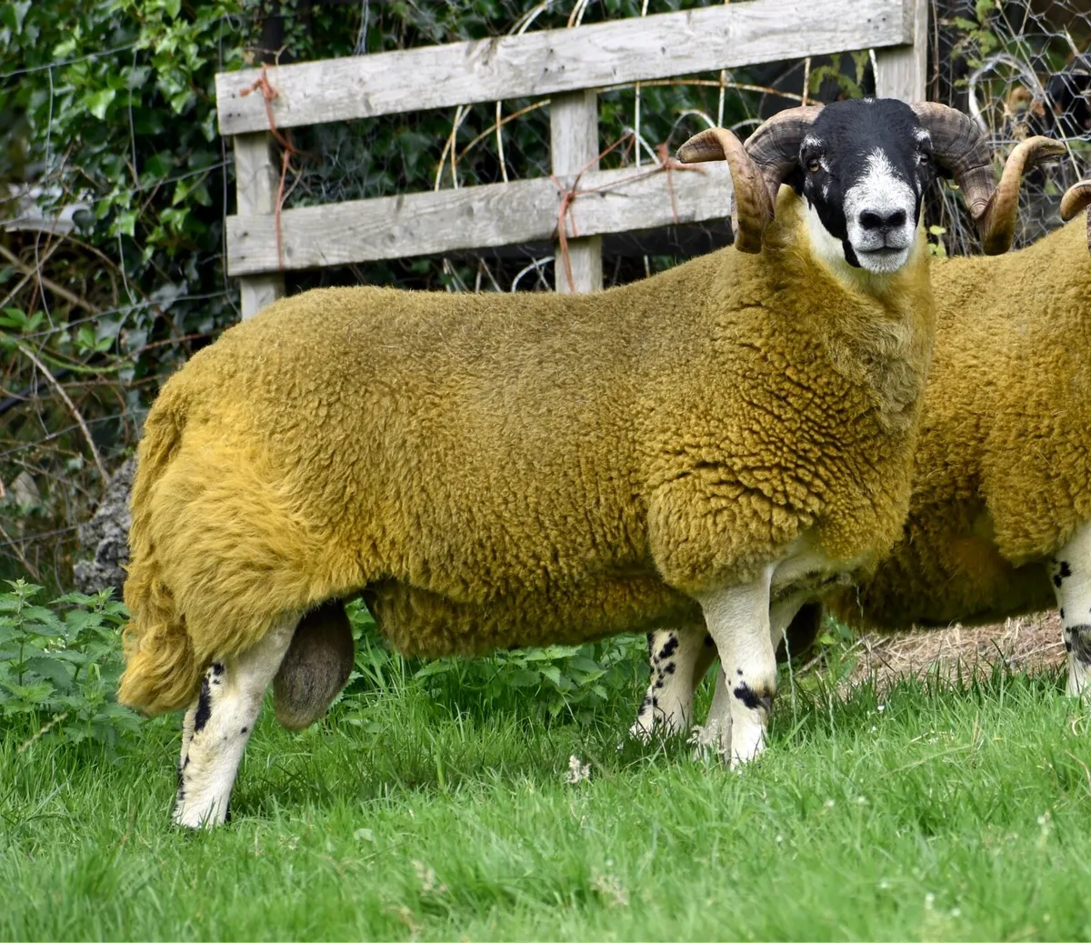Perth shearling and ram lamb - Image 3