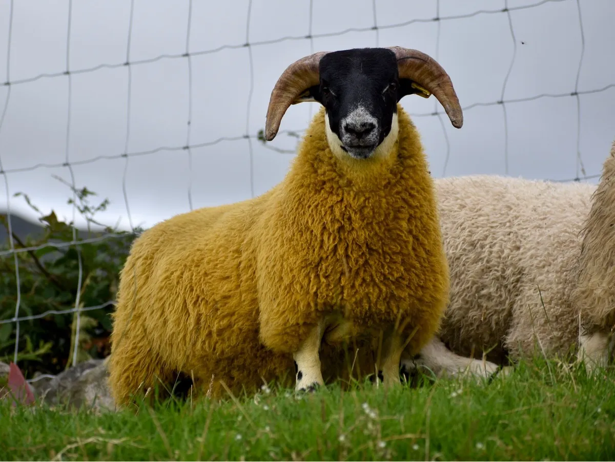 Perth shearling and ram lamb - Image 4