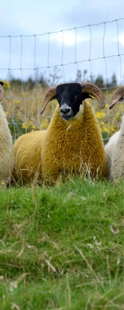 Perth shearling and ram lamb - Image 2