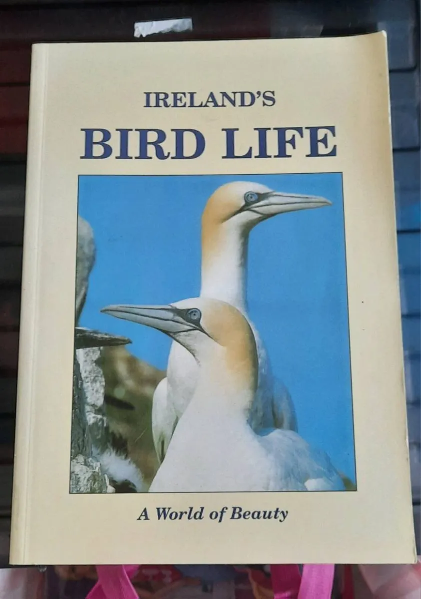Ireland's Birdlife , A World of Beauty - Image 1