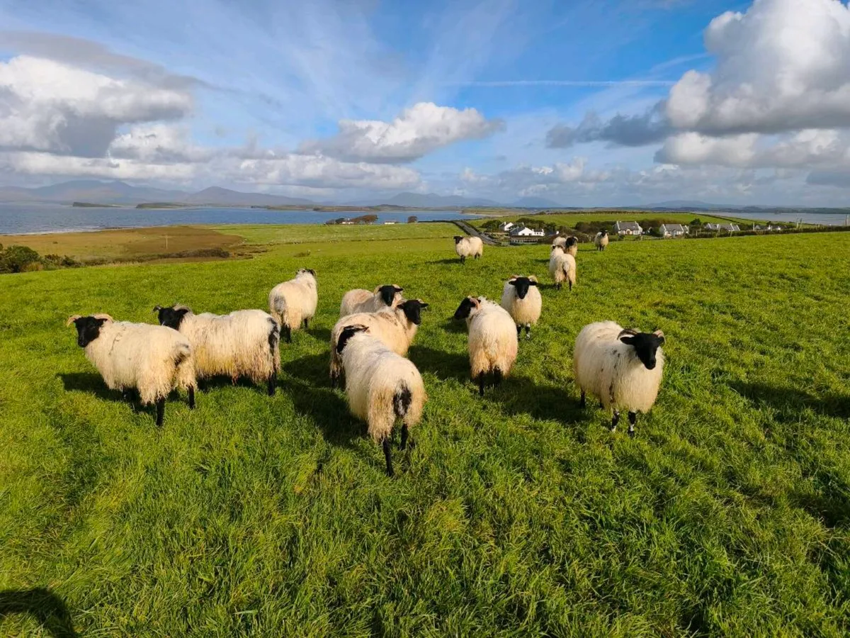 Blackface Mountain Ewe Lambs - Image 2