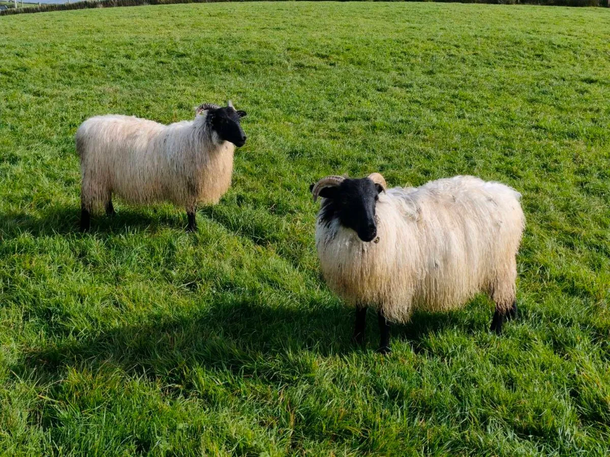 Blackface Mountain Ewe Lambs - Image 3