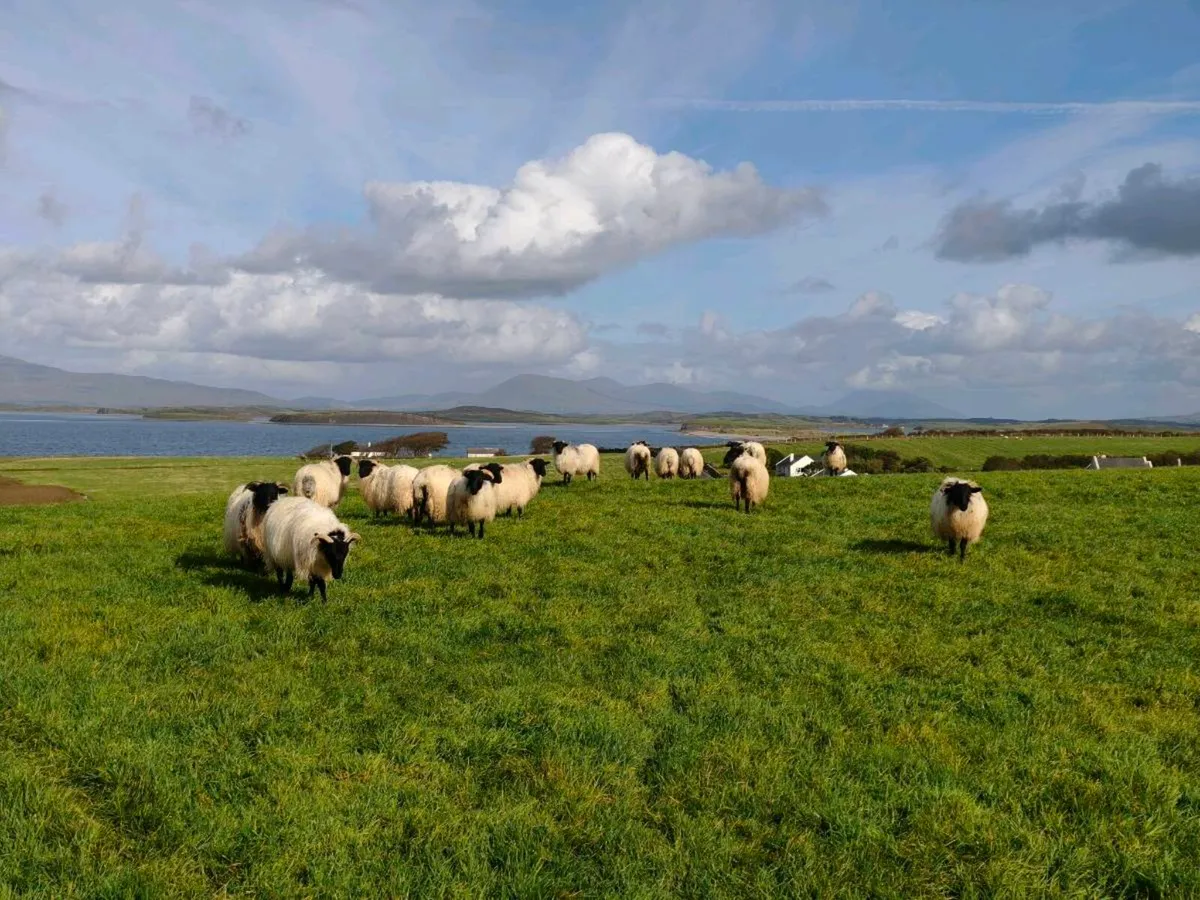 Blackface Mountain Ewe Lambs - Image 4