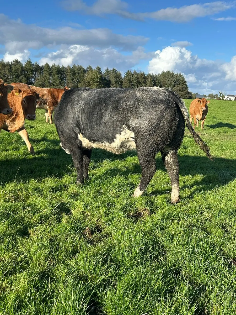 Super blue roan springer - Image 2