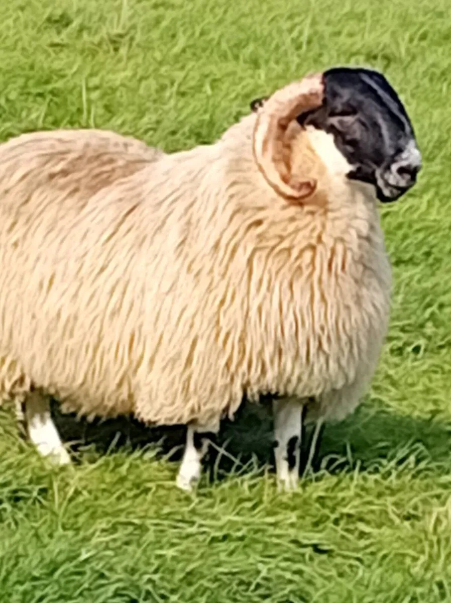 Ram lamb