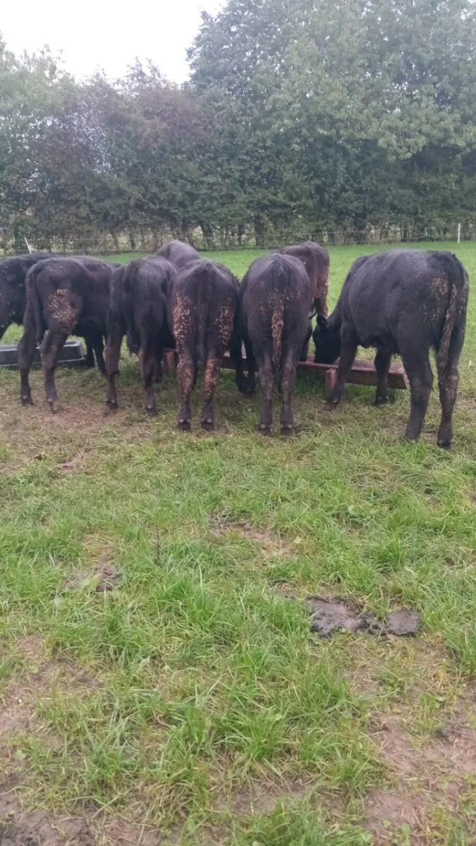 8 smashing angus heifer weanlings - Image 3