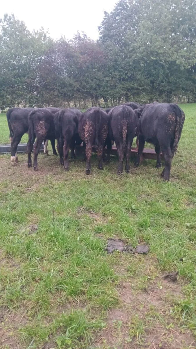 8 smashing angus heifer weanlings - Image 4