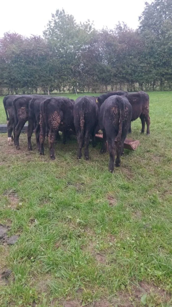 8 smashing angus heifer weanlings - Image 1