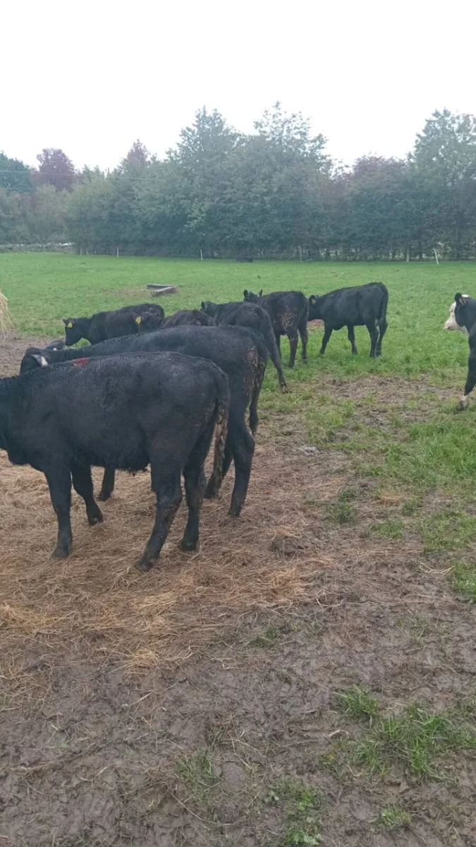 8 smashing angus heifer weanlings - Image 2