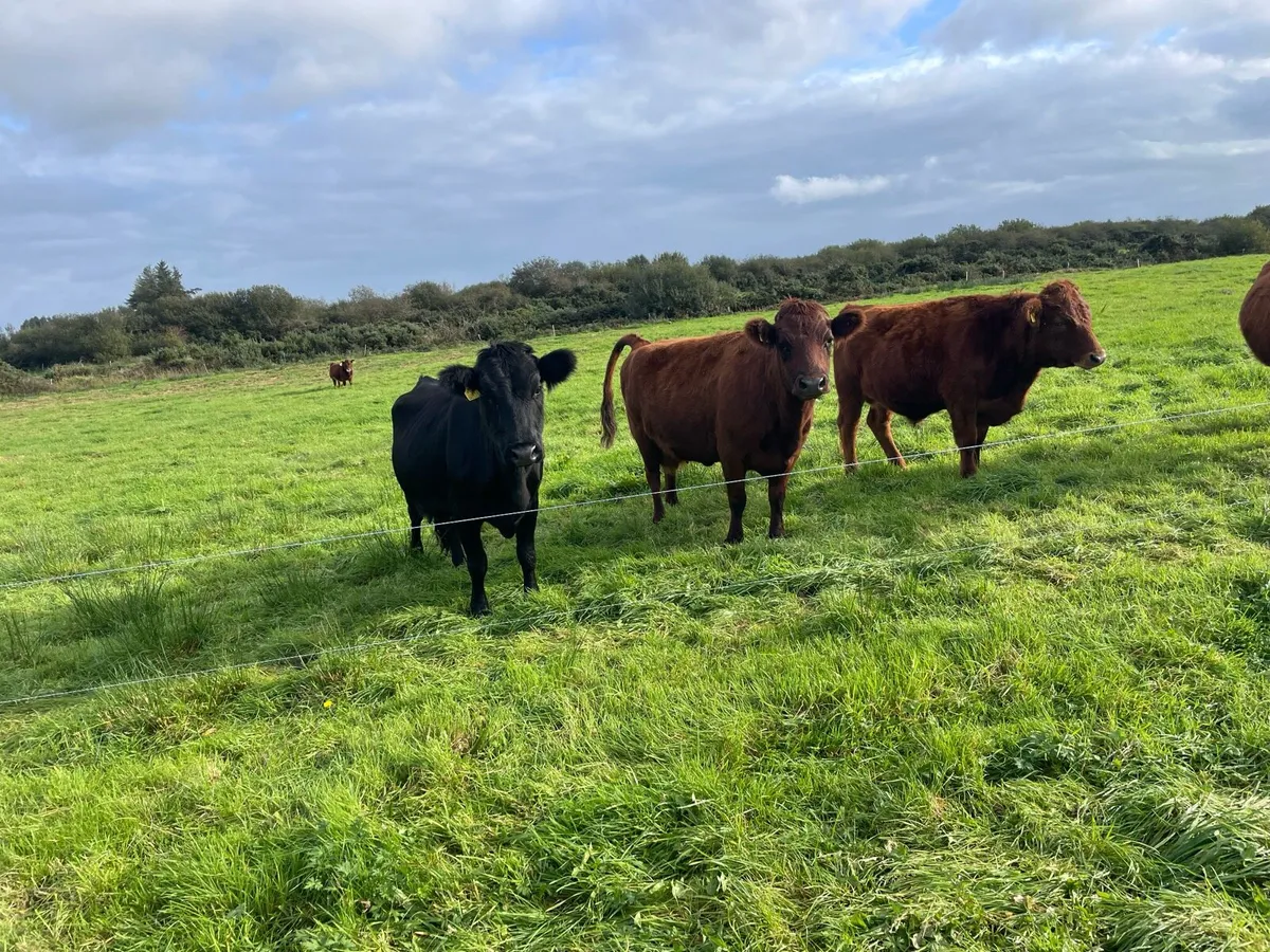 Dexter cows