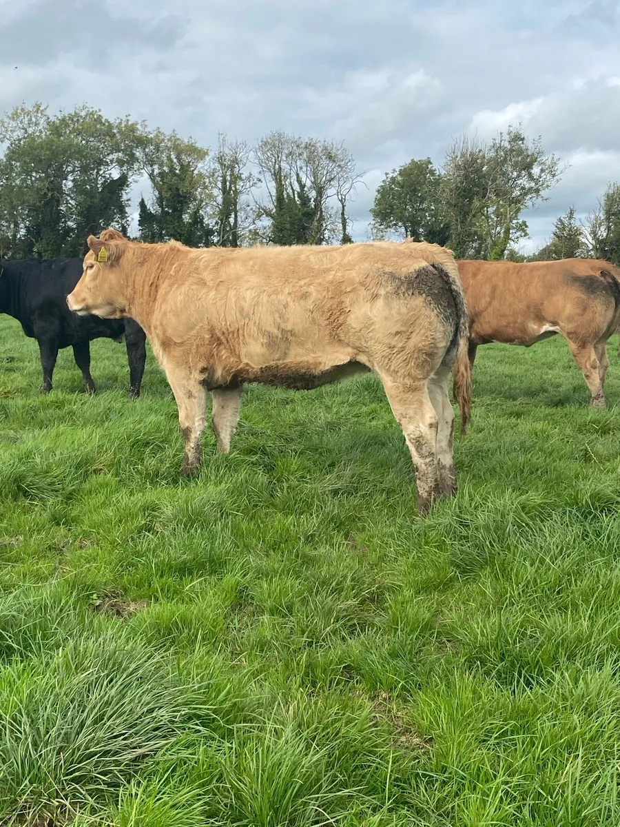 Heifers - Image 3