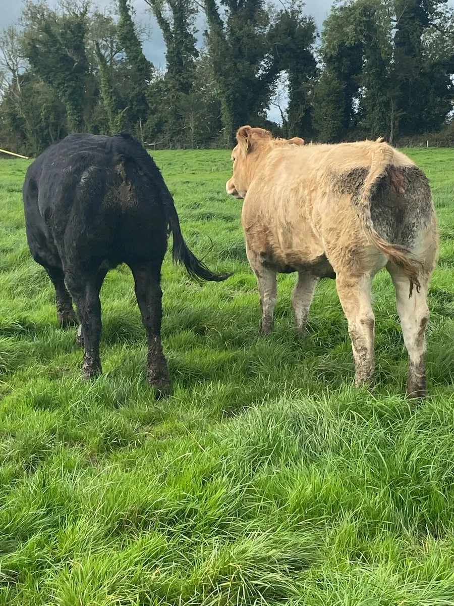 Heifers - Image 4