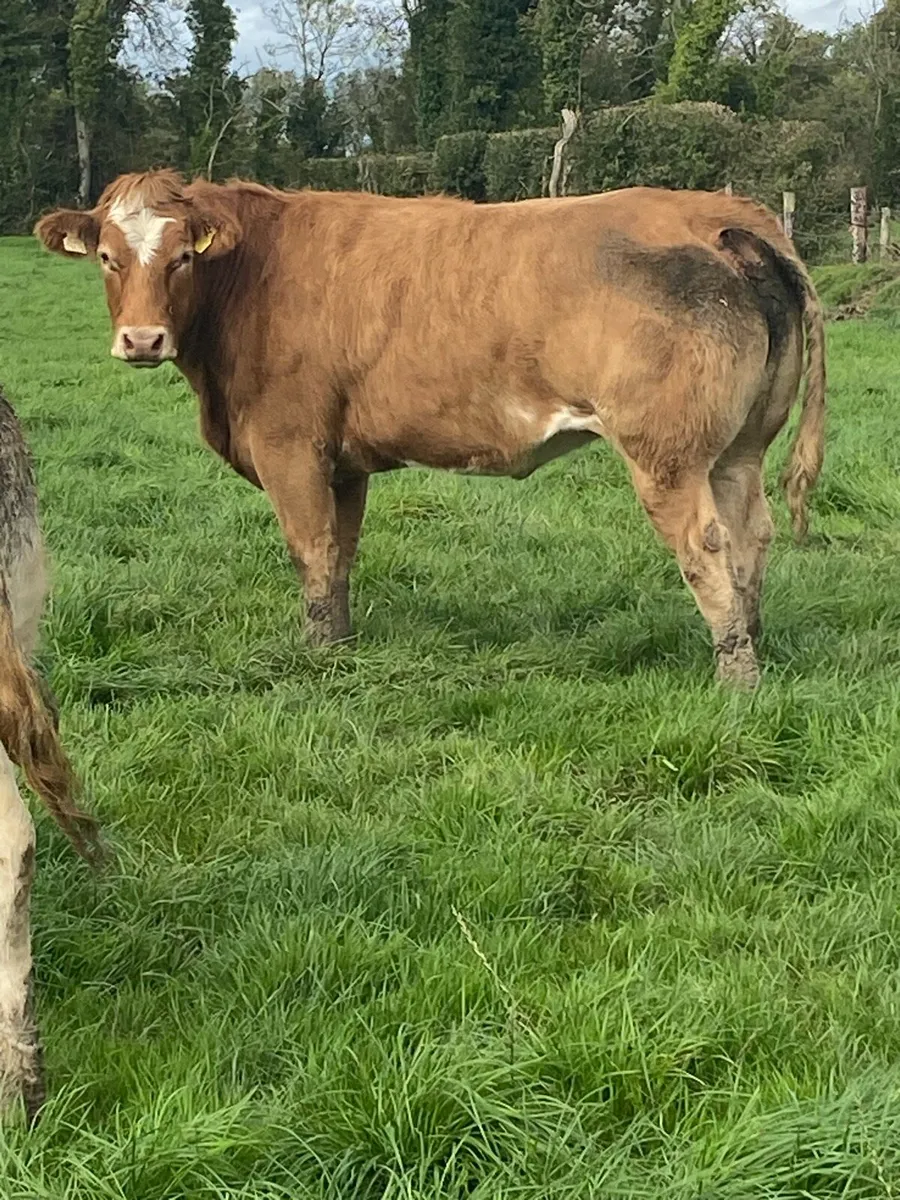 Heifers - Image 1