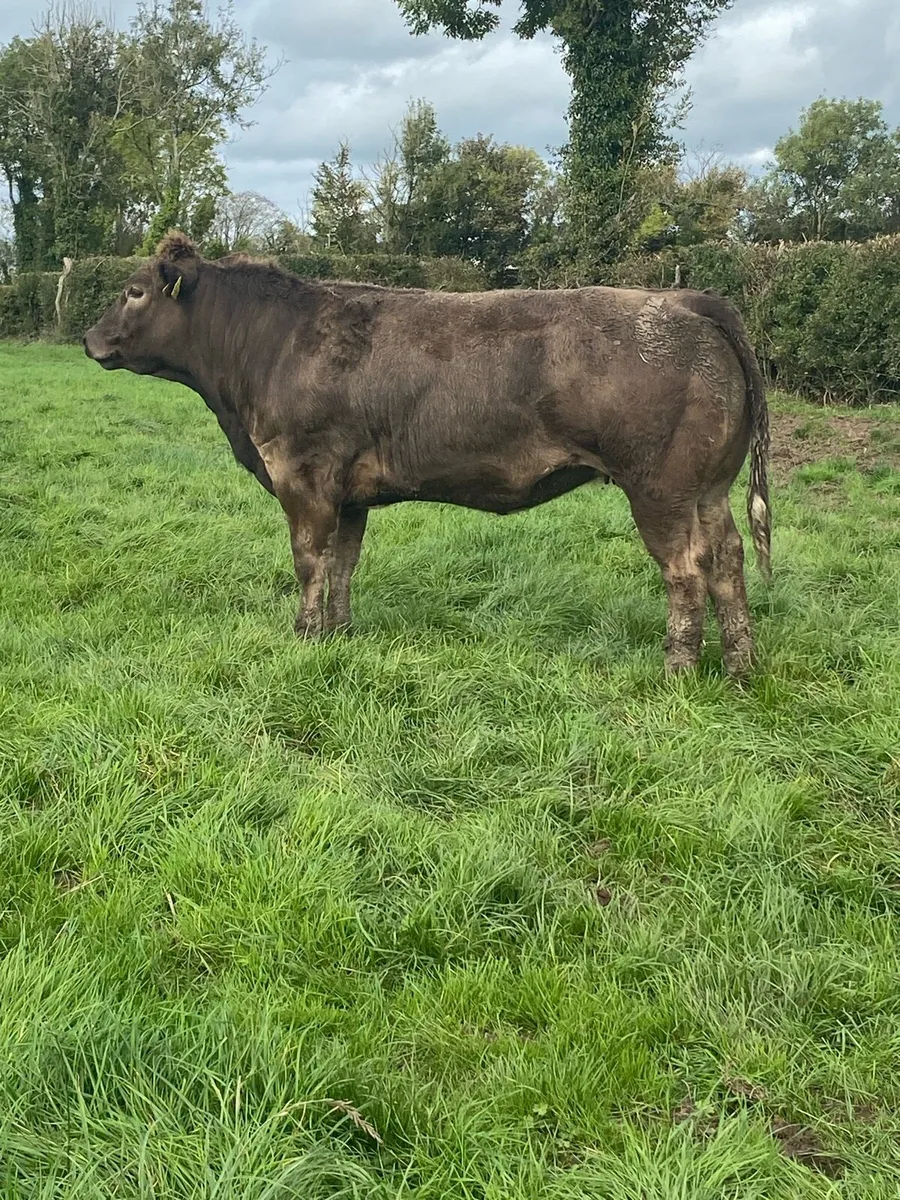 Heifers - Image 2