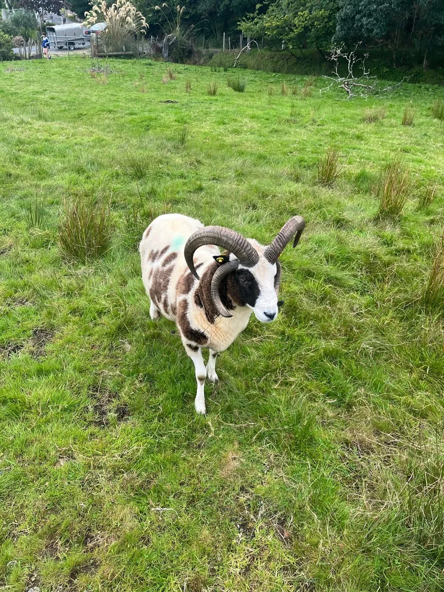 2 year old Jacob ram for sale - Image 4