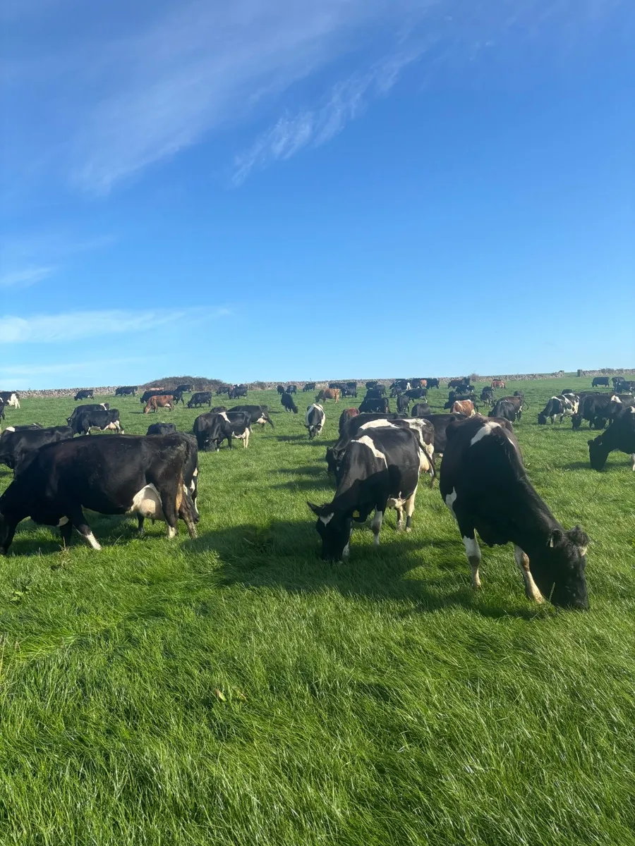 Relief milker