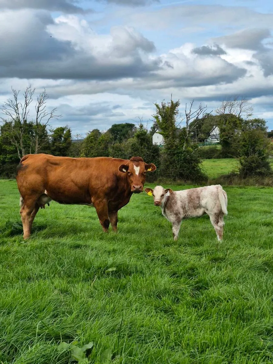 Calved + Incalf heifers - Image 1