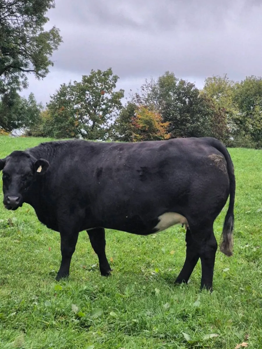 Calved + Incalf heifers - Image 2