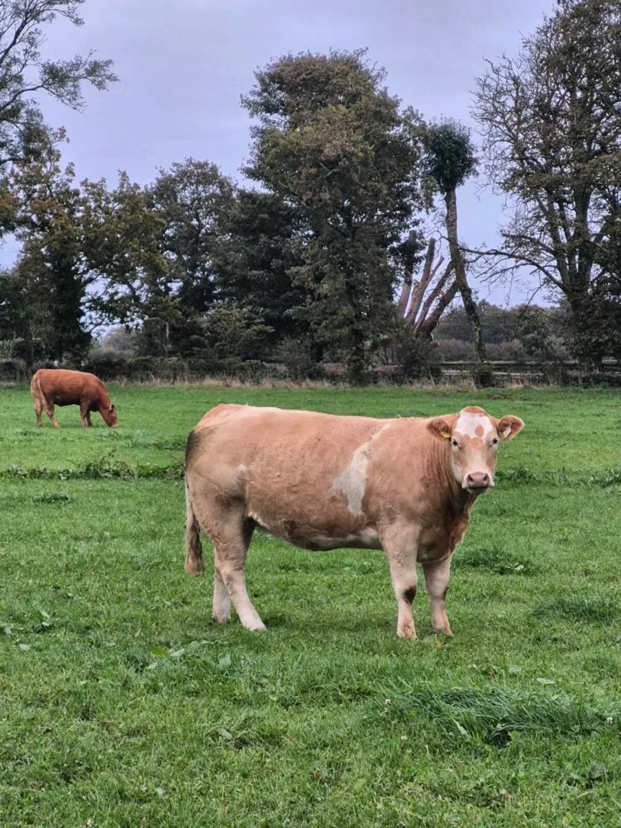 Calved + Incalf heifers - Image 3