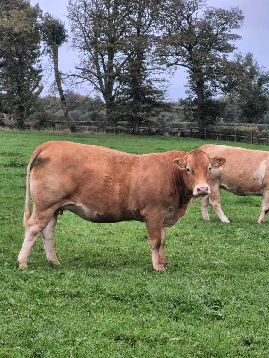 Calved + Incalf heifers - Image 4