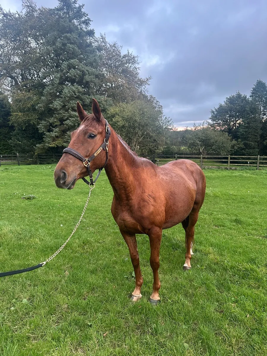 3 Year Old Filly ISH - Image 2