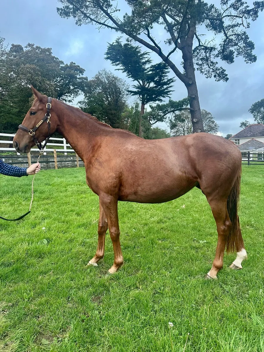 3 Year Old Filly ISH - Image 3