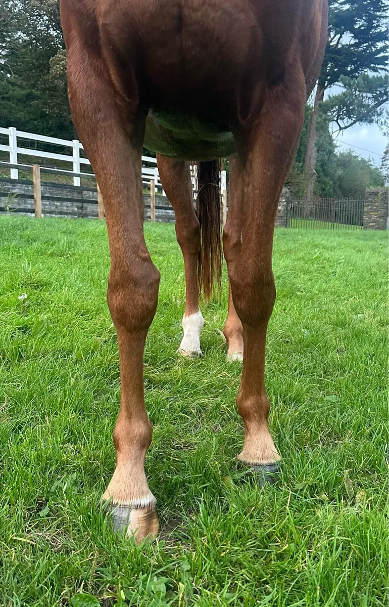 3 Year Old Filly ISH - Image 4