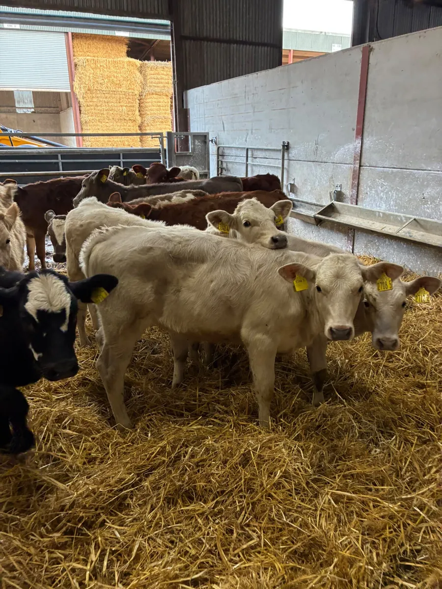 Charolais lim and Angus heifers - Image 4
