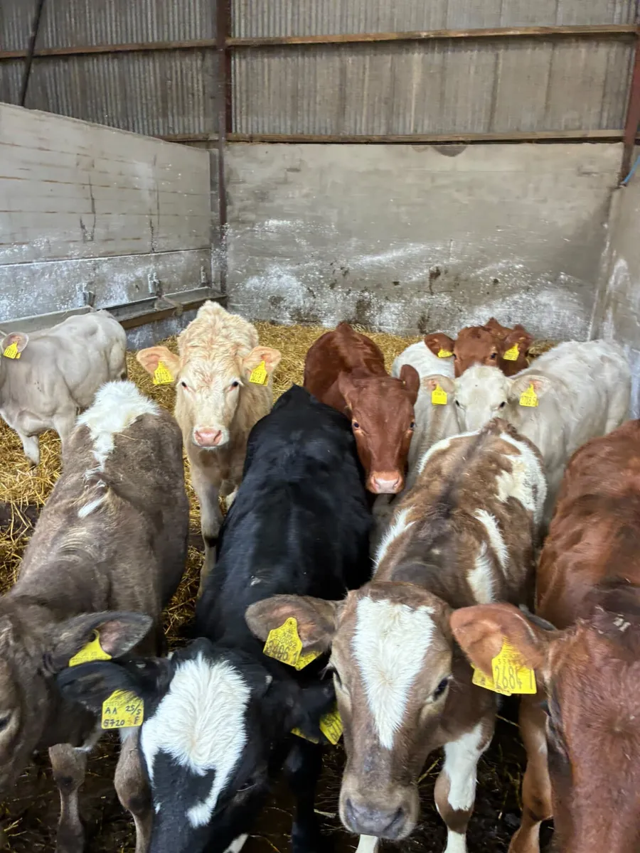 Charolais lim and Angus heifers - Image 2
