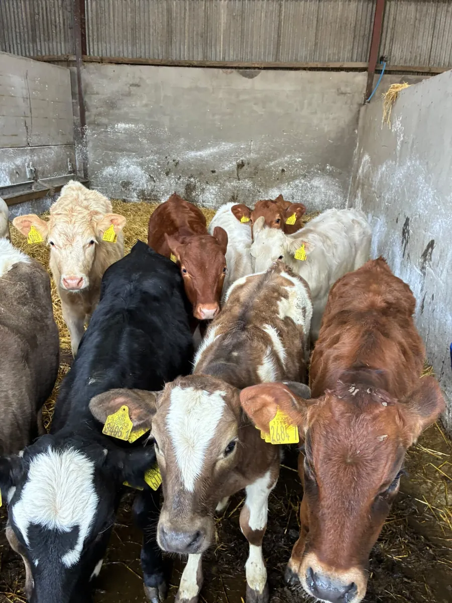 Charolais lim and Angus heifers - Image 3