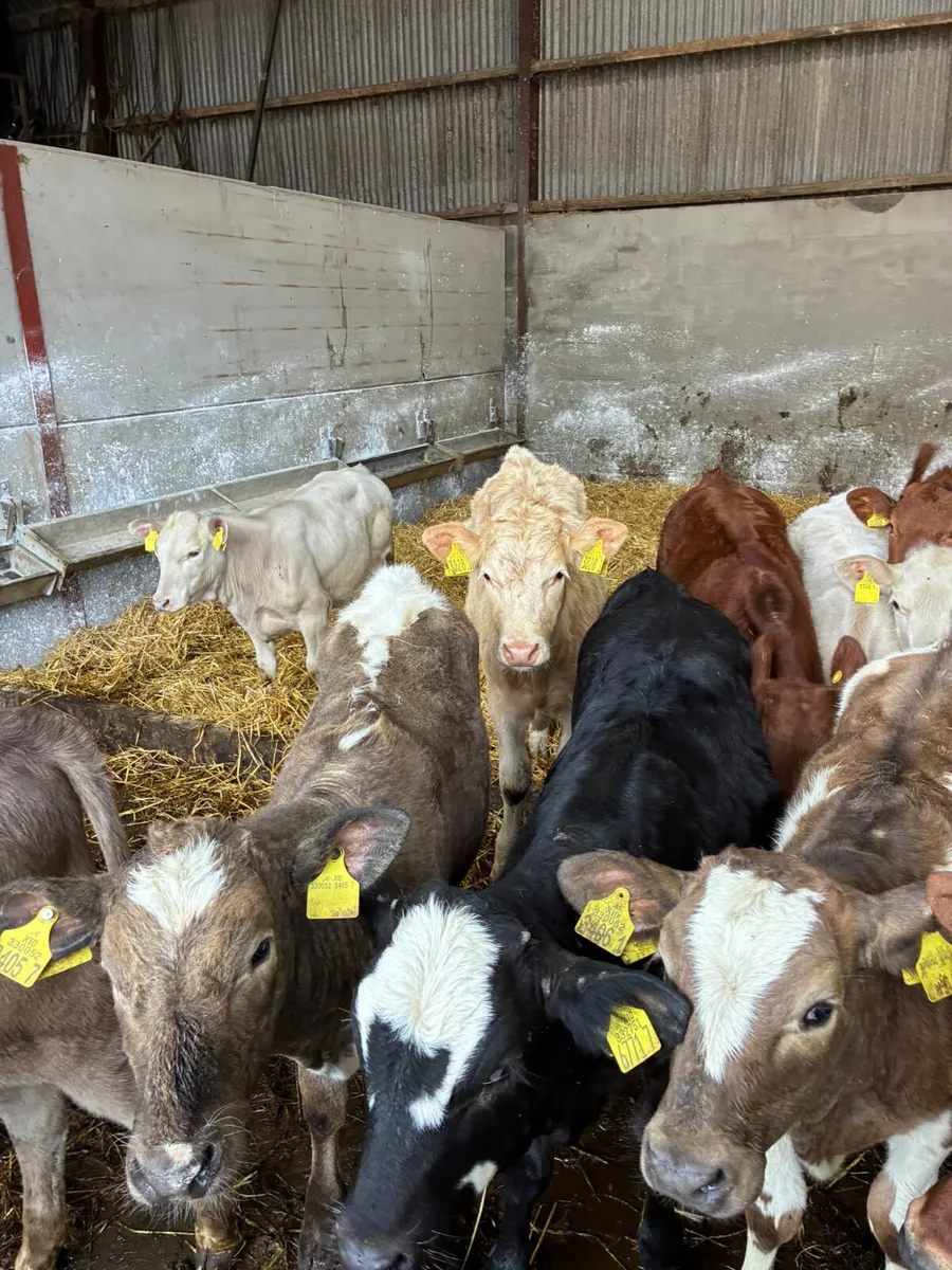 Charolais lim and Angus heifers - Image 1