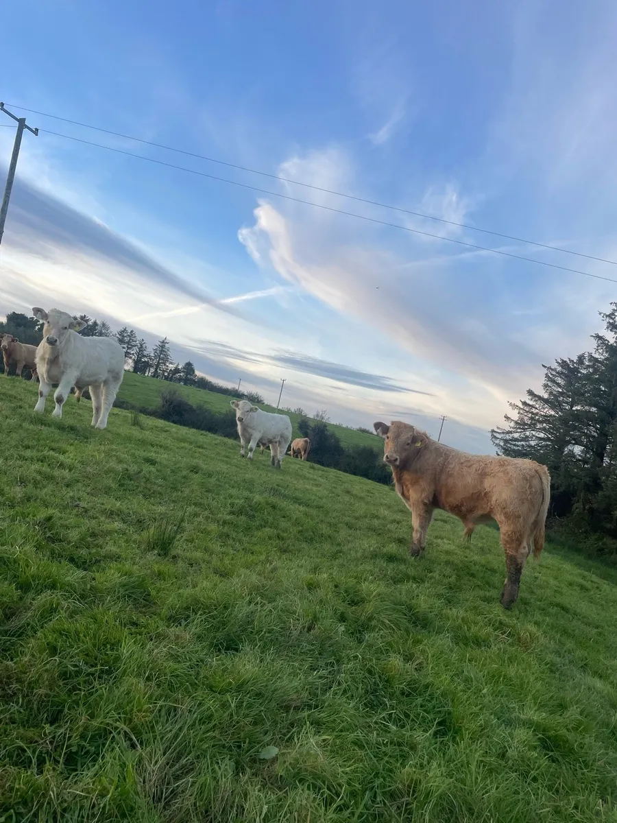 3 CLASS CHX HOMEBRED bull weanlings - Image 1