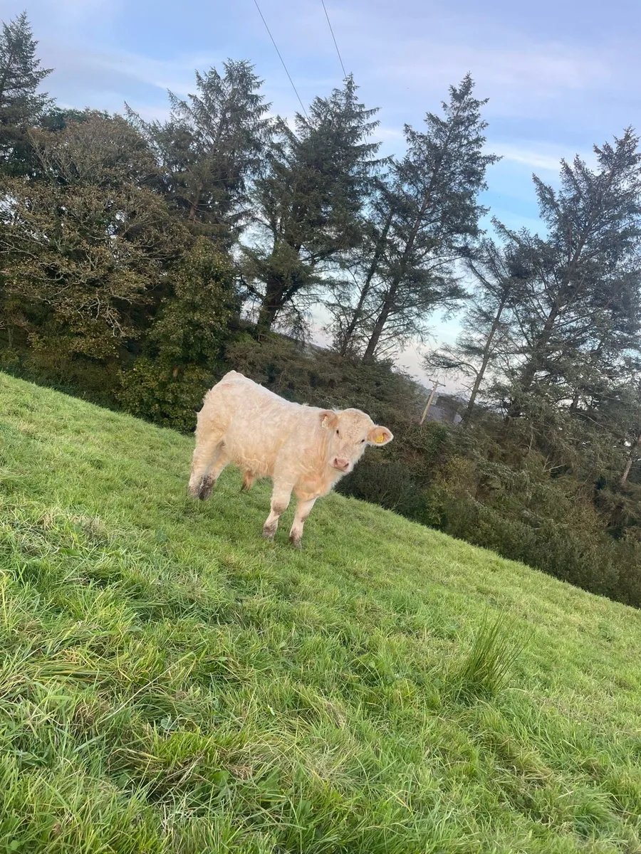 3 CLASS CHX HOMEBRED bull weanlings - Image 2