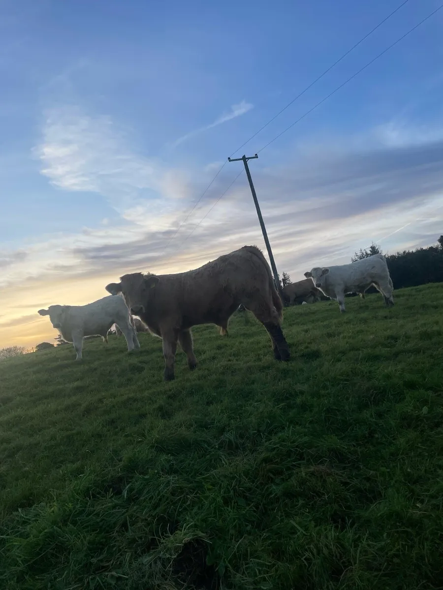 3 CLASS CHX HOMEBRED bull weanlings - Image 3
