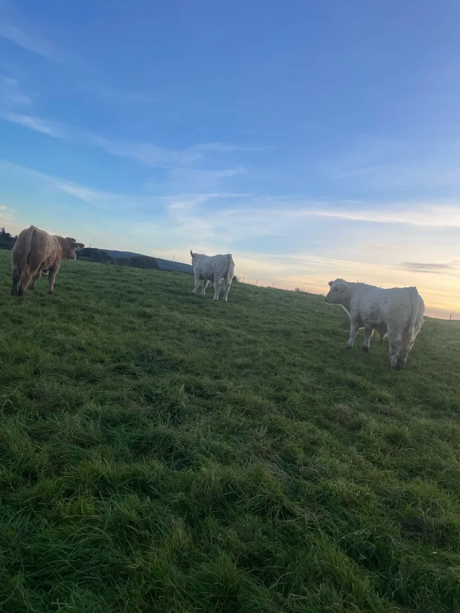 3 CLASS CHX HOMEBRED bull weanlings - Image 4