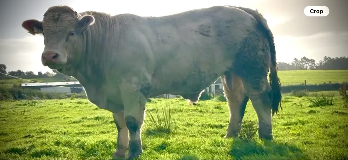 Pedigree Charolais Bulls - Image 1