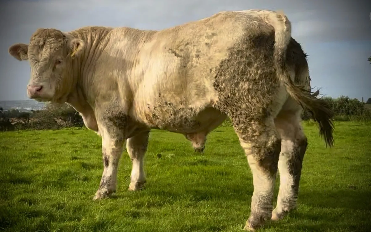 Pedigree Charolais Bulls - Image 2