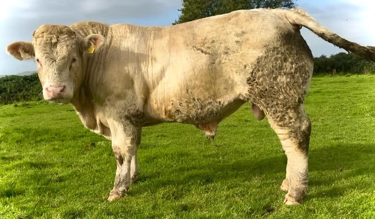 Pedigree Charolais Bulls - Image 3
