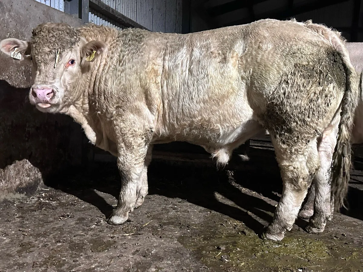 Pedigree Charolais Bulls - Image 4