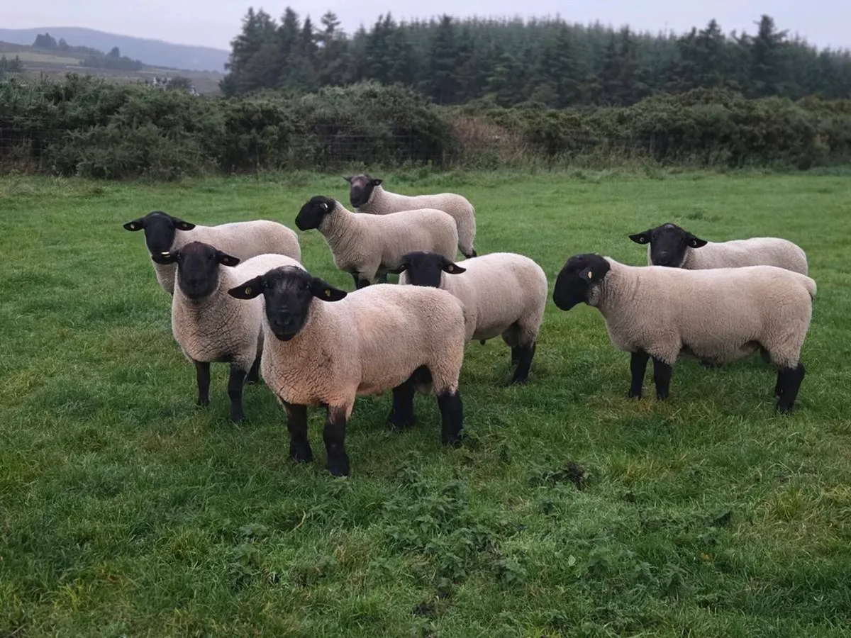 Suffolk hogget Rams - Image 2