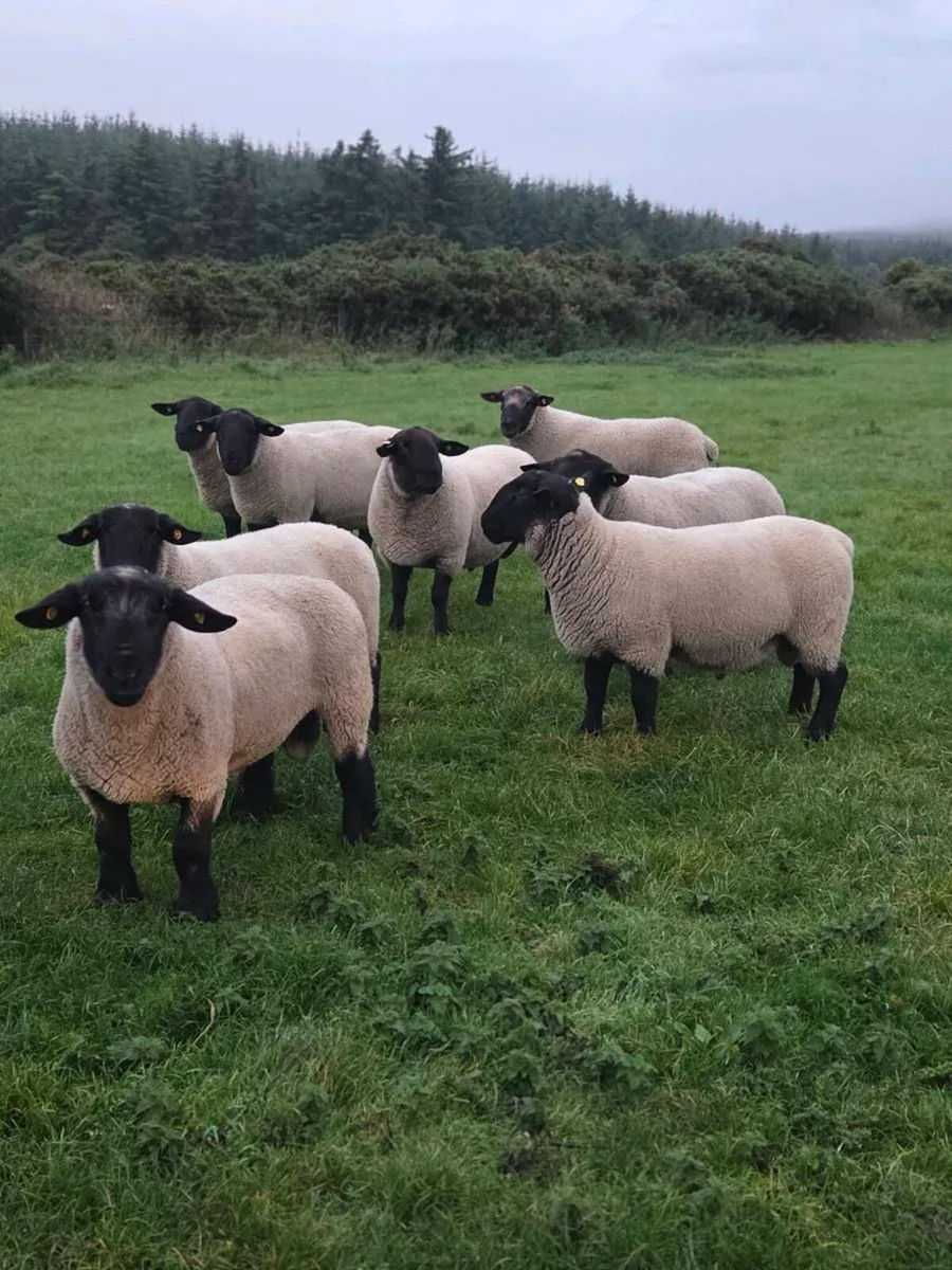 Suffolk hogget Rams - Image 3