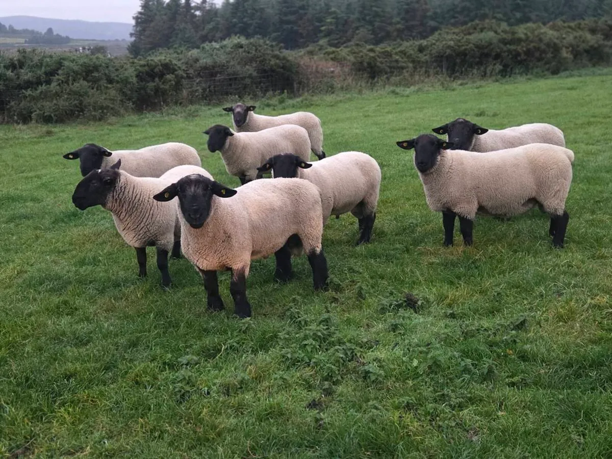 Suffolk hogget Rams - Image 1