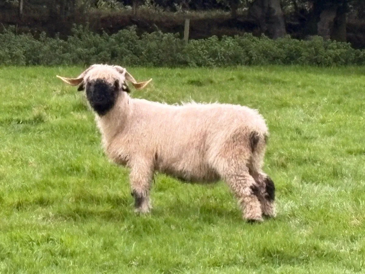 Valais Blacknose Ewes x 3 for Sale - Image 2