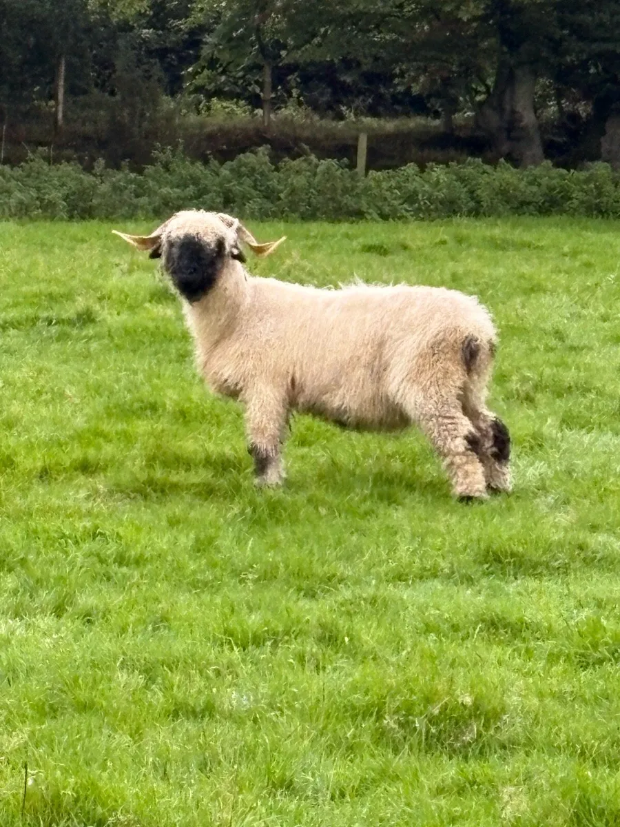 Valais Blacknose Ewes x 3 for Sale - Image 3