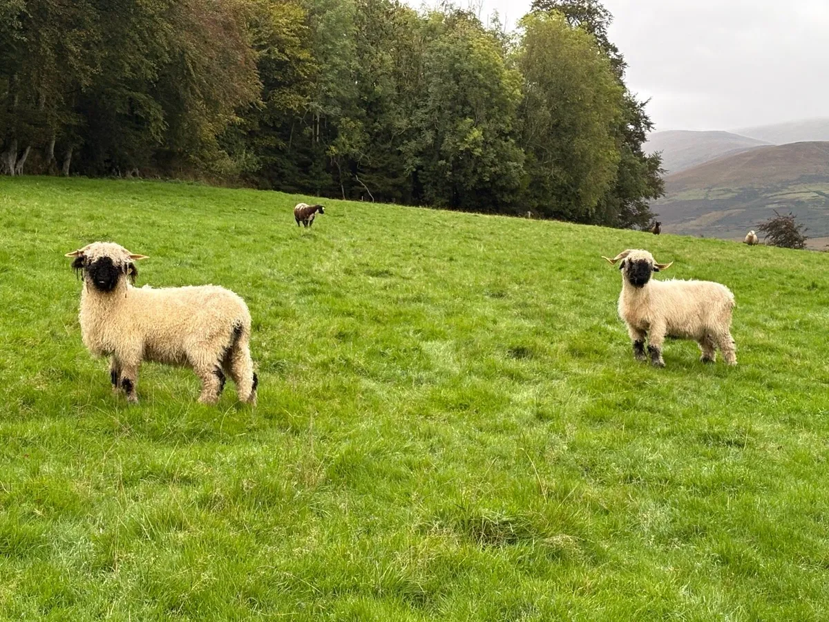 Valais Blacknose Ewes x 3 for Sale - Image 4